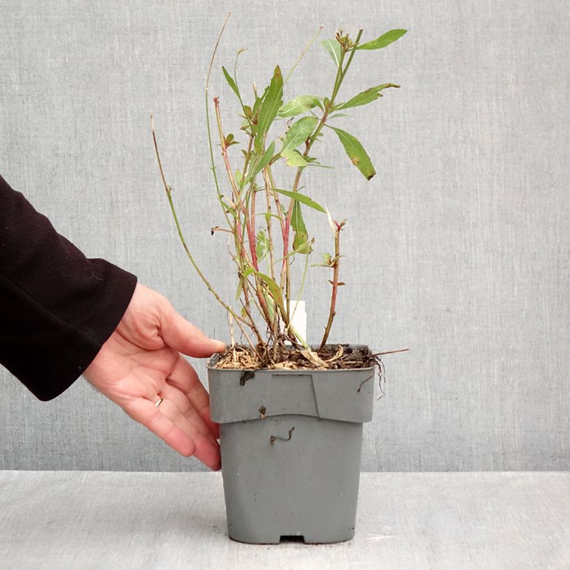 Ejemplar de Gaura lindheimeri Snowstorm Maceta 2L/3L entregado en otoño