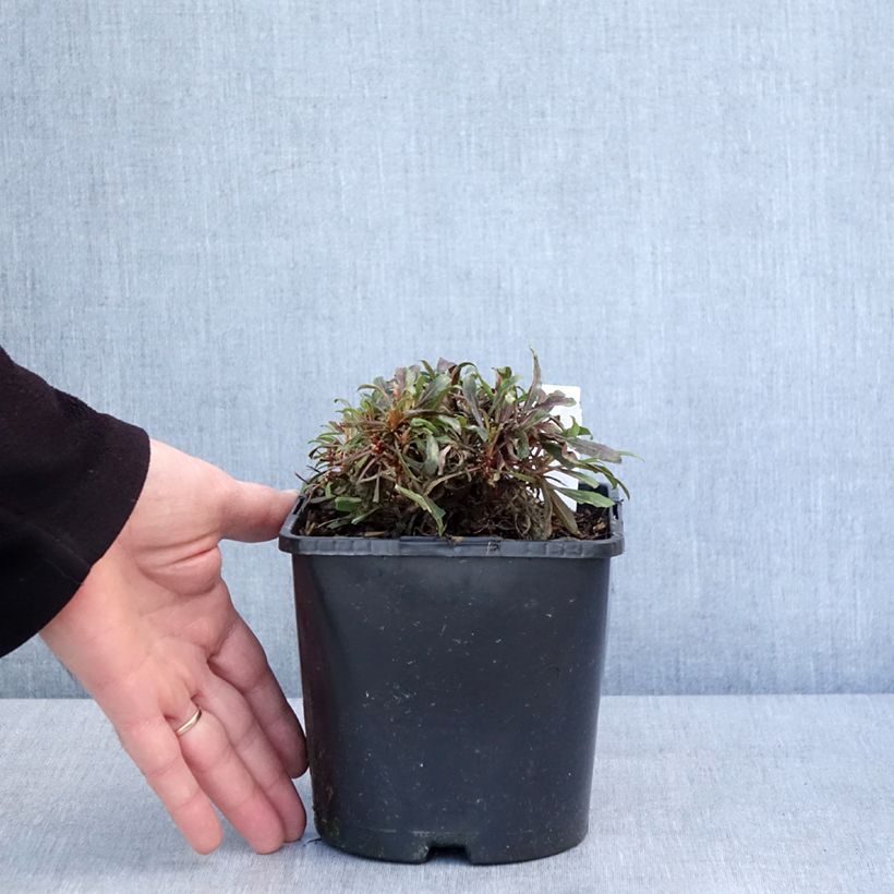 Gaura lindheimeri Blaze Maceta 2L/3L Ejemplar entregado en invierno