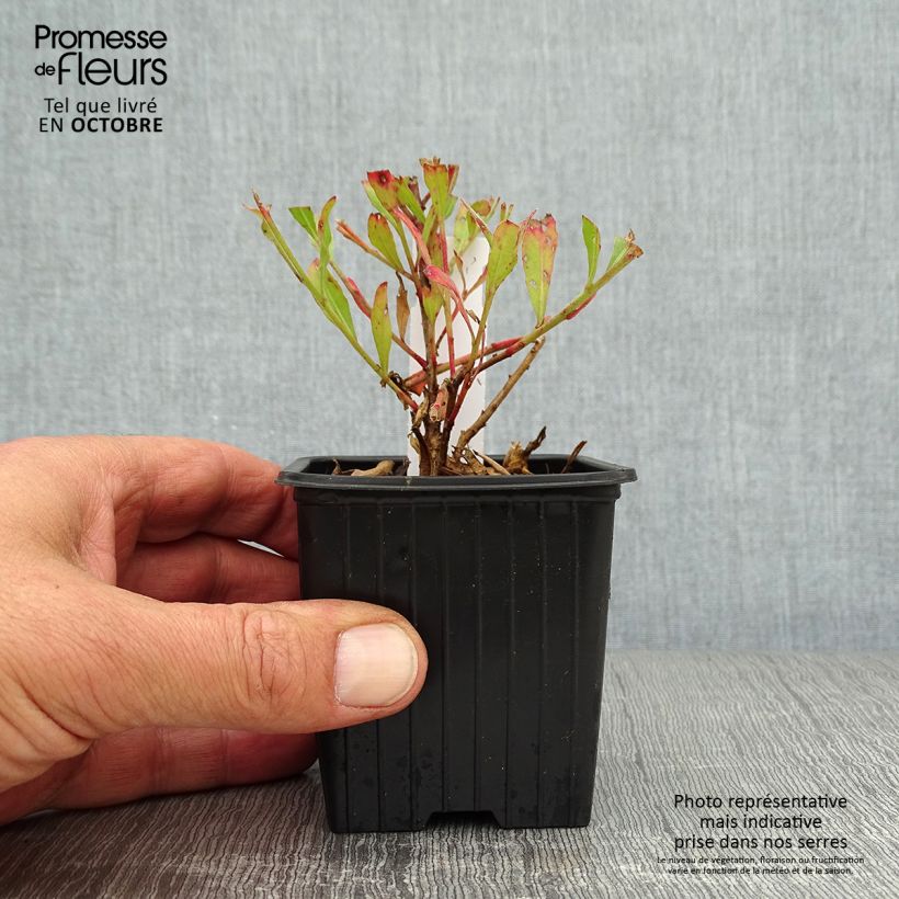 Ejemplar de Gaura lindheimeri Freefolk Rosy Maceta de 8/9 cm entregado en otoño