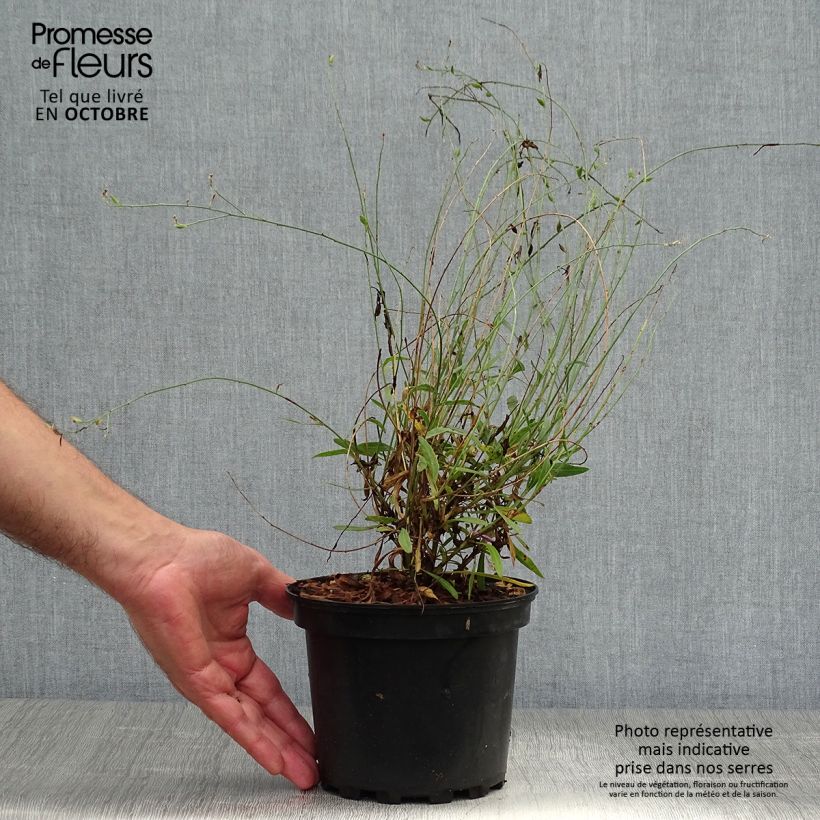 Ejemplar de Gaura lindheimeri Siskiyou pink Maceta 2L/3L entregado en otoño