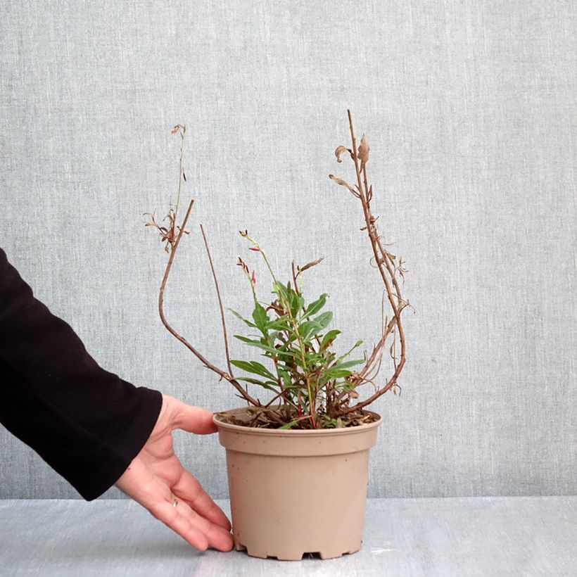 Ejemplar de Gaura lindheimeri Rosy Jane Maceta 2L/3L entregado en otoño