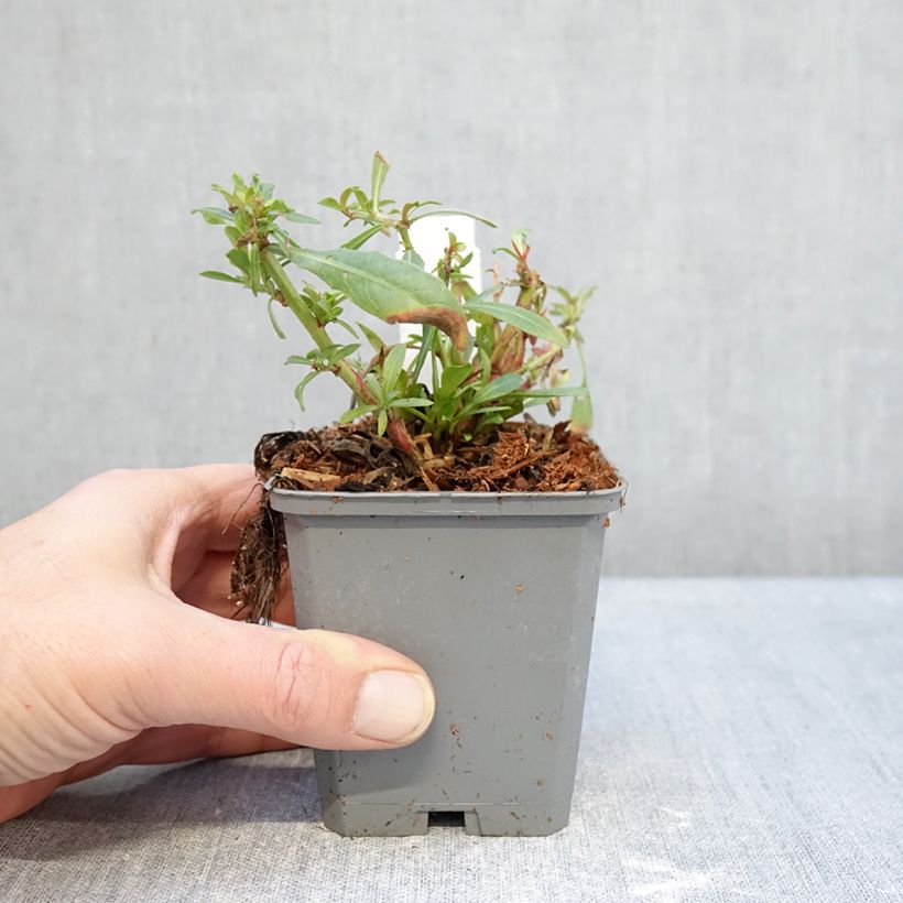 Gaura lindheimeri Snowbird Maceta de 8/9 cm Ejemplar entregado en invierno