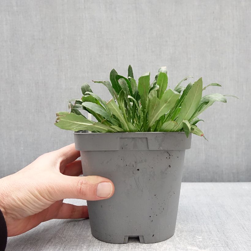 Gaura lindheimeri Summer Breeze Maceta 2L/3L Ejemplar entregado en invierno