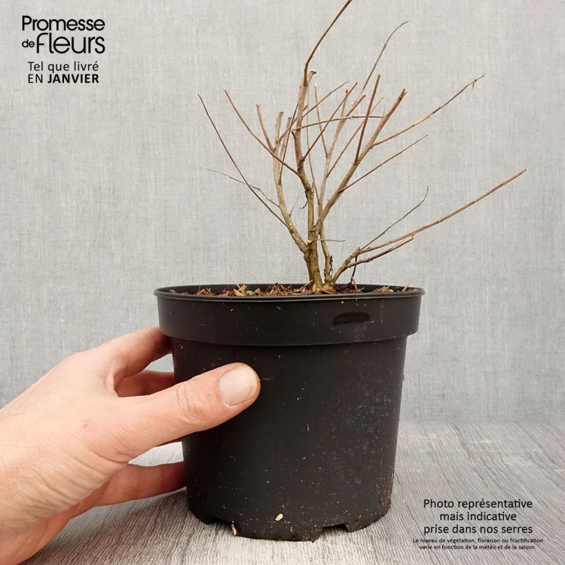 Gaura lindheimeri Whirling Butterflies Maceta 2L/3L Ejemplar entregado en invierno