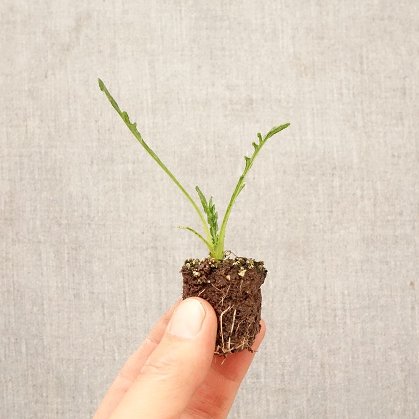 Gazania rigens Big Kiss Yellow Flame Bandeja de semillero: cepellón 3,8 cm x 3,2 cm en bandeja de cultivo por 16 Ejemplar entregado en la primavera