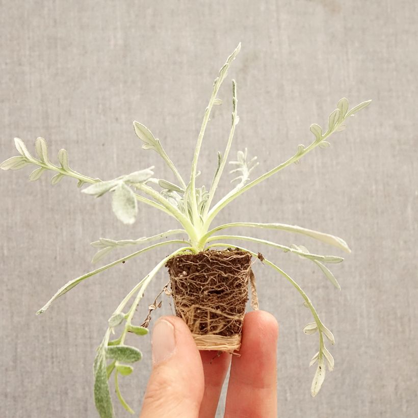 Gazania Sun Stopper naranja (plantas) minicepellón: Ø 3/4 cm Ejemplar entregado en la primavera