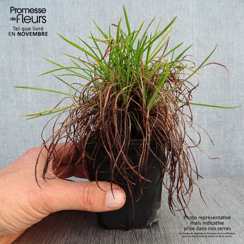 Ejemplar de Clavelina del mar Ornament - Armeria Maceta de 8/9 cm entregado en otoño