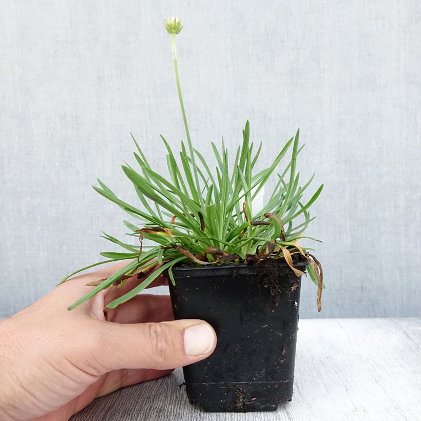 Ejemplar de Clavelina del mar Ornament - Armeria Maceta de 8/9 cm entregado en verano