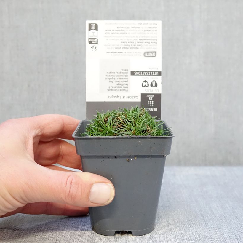 Armeria juniperifolia Bevan s Variety Maceta de 8/9 cm Ejemplar entregado en invierno