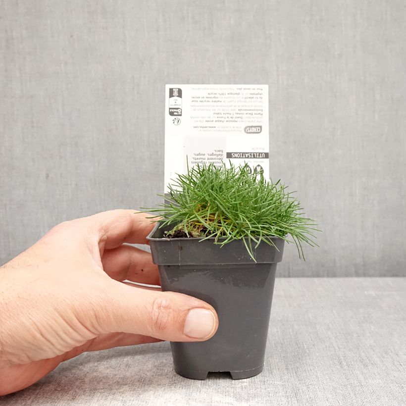 Armeria juniperifolia Bevan s Variety Maceta de 8/9 cm Ejemplar entregado en la primavera