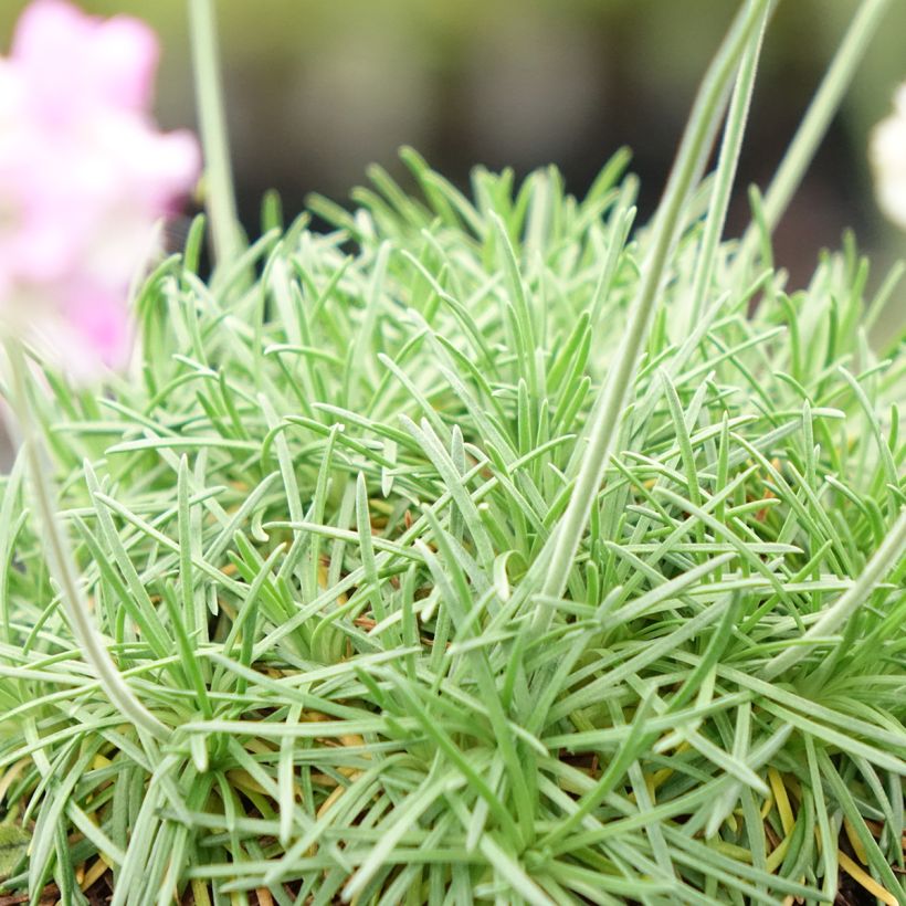 Armeria juniperifolia Bevan s Variety (Follaje)
