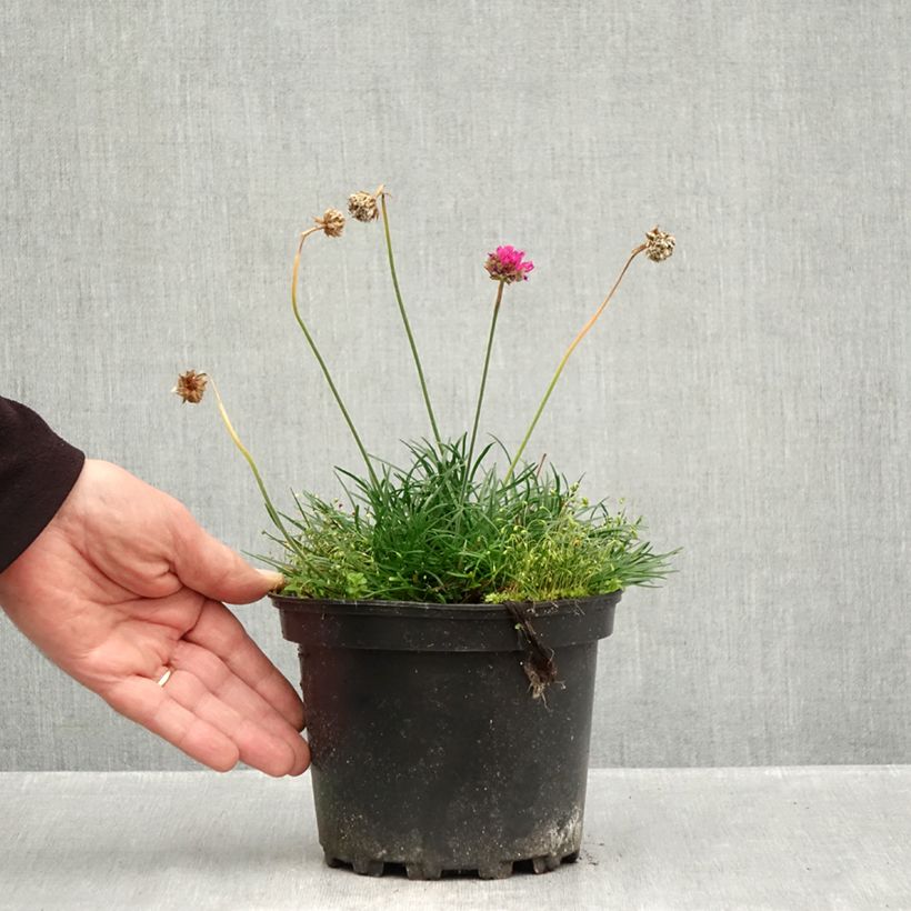 Ejemplar de Clavelina del mar Düsseldorfer Stolz - Armeria maritima Maceta 2L/3L entregado en otoño