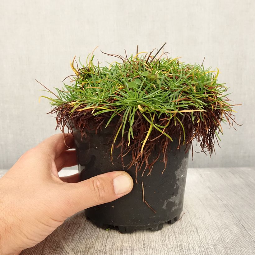 Ejemplar de Clavelina del mar blanca - Armeria maritima Alba Maceta 2L/3L entregado en verano