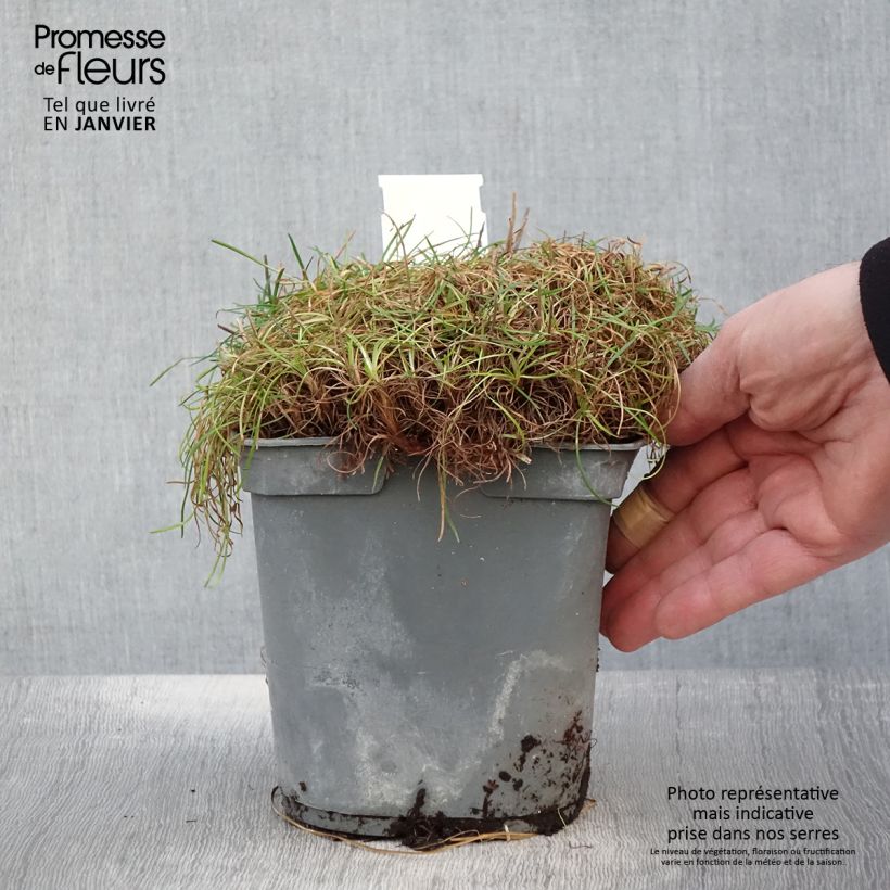 Clavelina del mar blanca - Armeria maritima Alba Maceta 2L/3L Ejemplar entregado en invierno