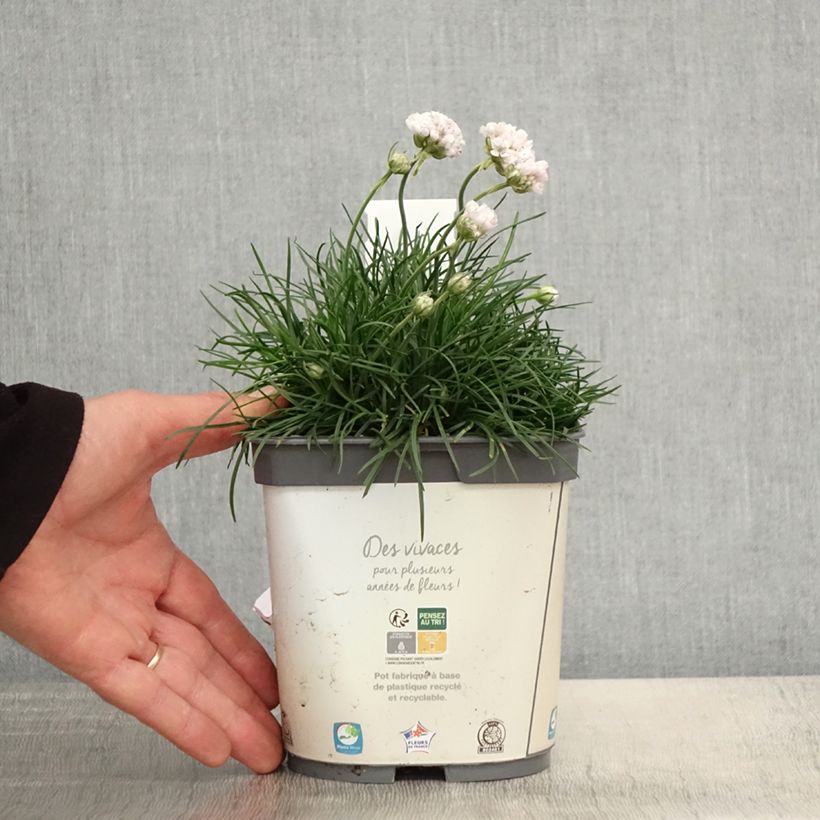 Clavelina del mar blanca - Armeria maritima Alba Maceta 2L/3L Ejemplar entregado en la primavera