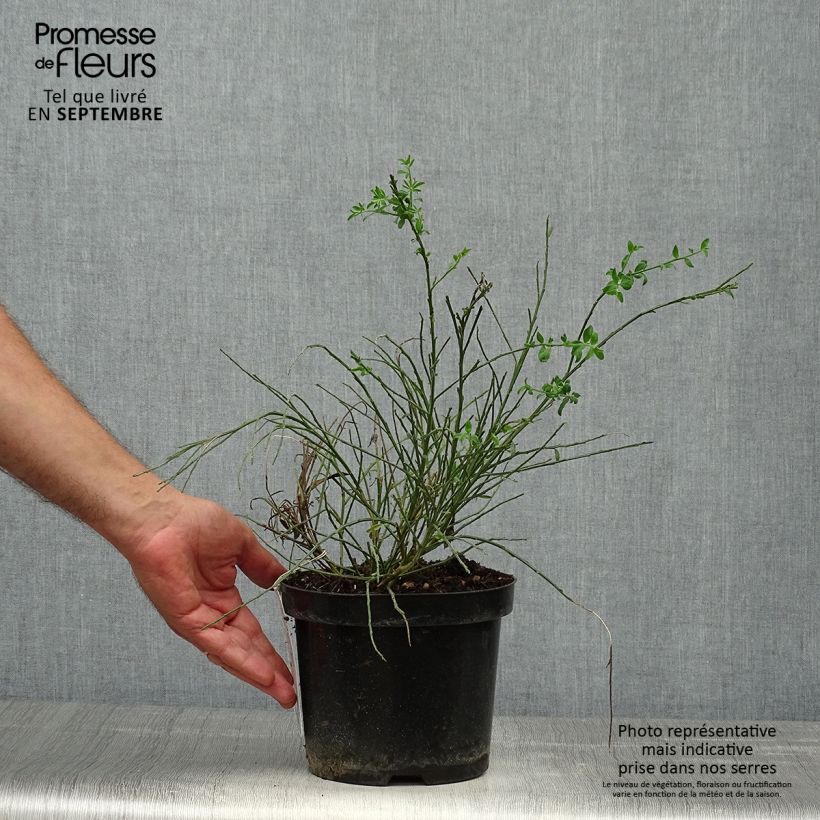 Ejemplar de Retama negra Burkwoodii - Cytisus scoparius Maceta 2L/3L entregado en otoño