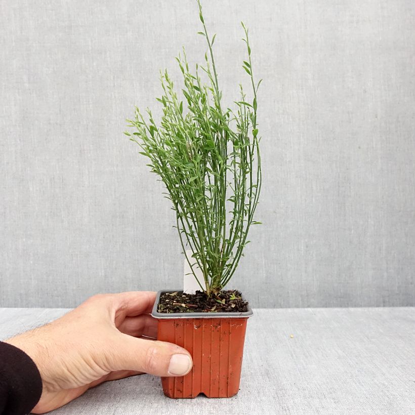 Ejemplar de Retama negra Goldfinch - Cytisus scoparius Maceta de 8/9 cm entregado en otoño