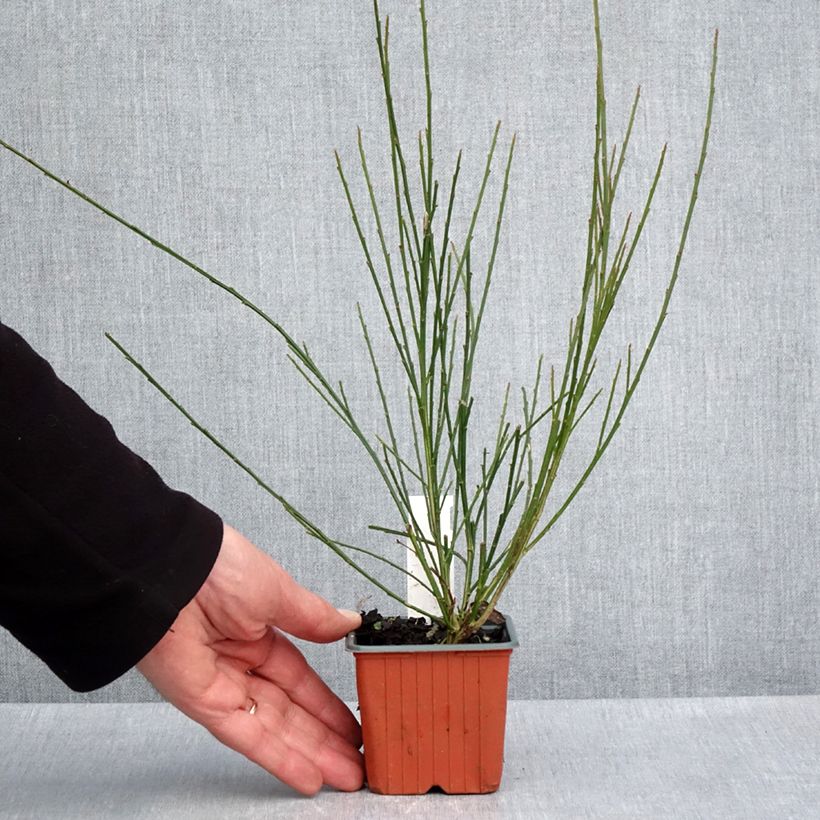 Retama negra Goldfinch - Cytisus scoparius Maceta de 8/9 cm Ejemplar entregado en la primavera