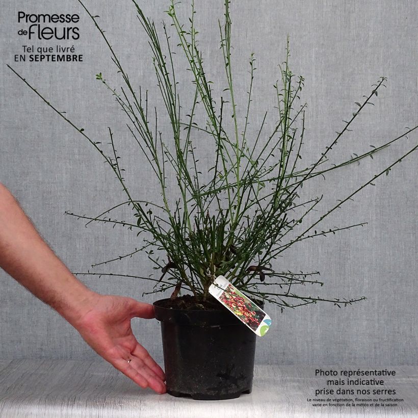 Ejemplar de Retama negra Goldfinch - Cytisus scoparius Maceta 2L/3L entregado en otoño