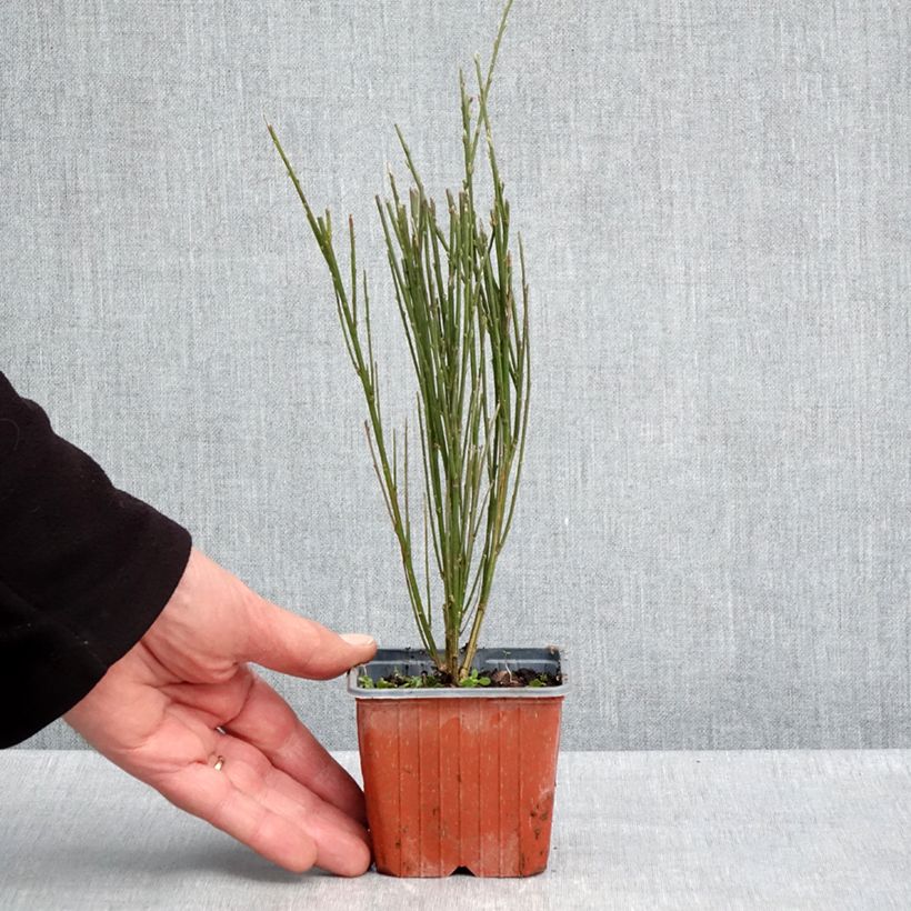 Retama negra Luna - Cytisus scoparius Maceta de 8/9 cm Ejemplar entregado en la primavera