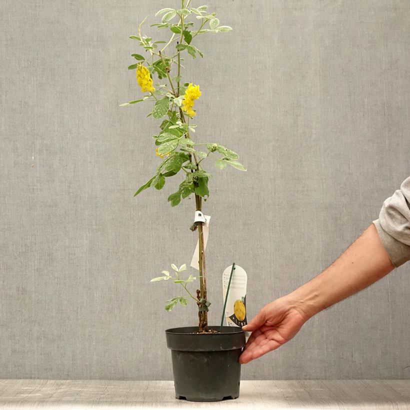 Ejemplar de Cytisus battandieri - Cytisus piña Maceta 3L/4L entregado en verano