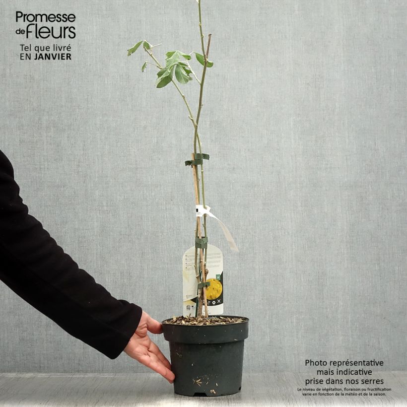 Cytisus battandieri - Cytisus piña Maceta 3L/4L Ejemplar entregado en invierno