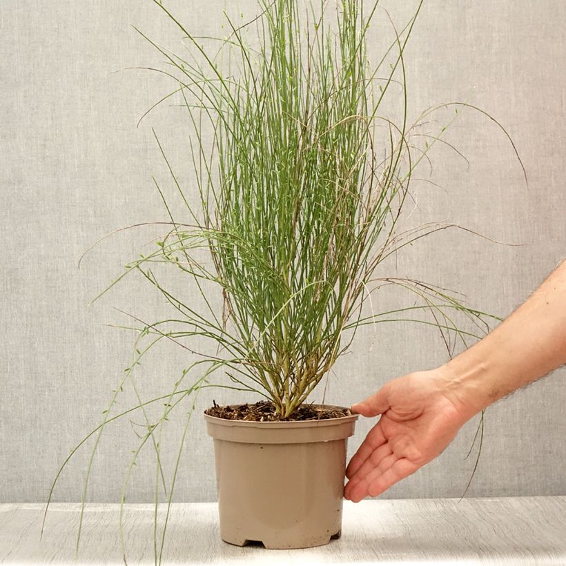 Ejemplar de Genêt - Cytisus Hollandia Pot de 2L/3L entregado en verano