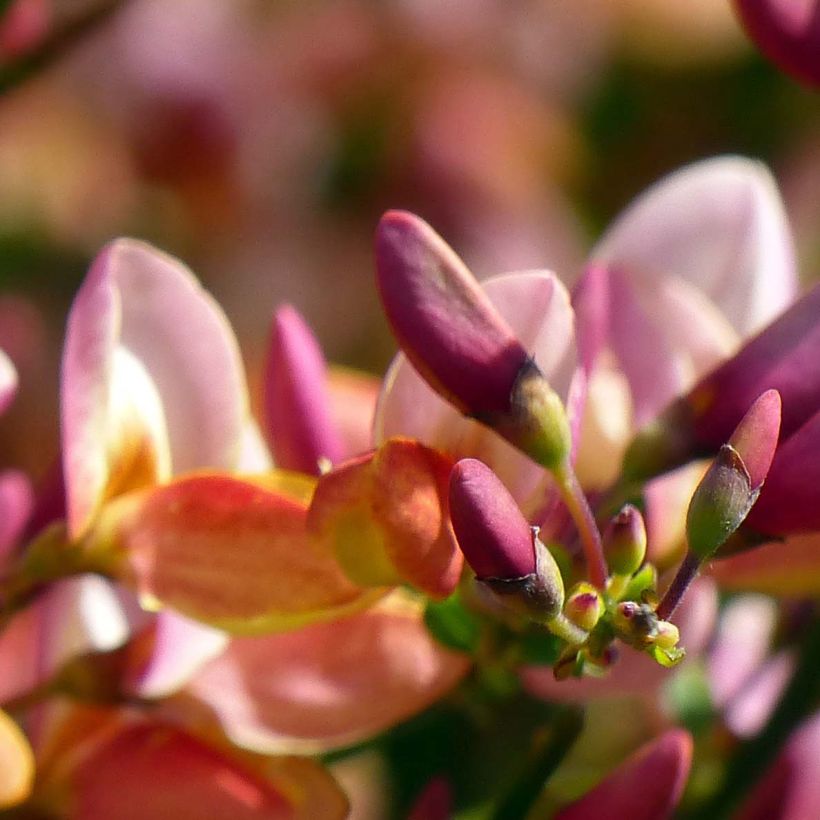 Cytisus procumbens Zeelandia (Floración)