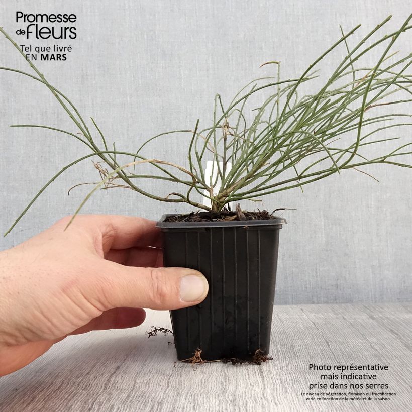 Genista lydia Maceta de 8/9 cm Ejemplar entregado en la primavera