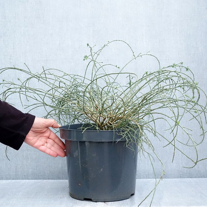 Ejemplar de Genista lydia Maceta 7,5L/10L entregado en otoño