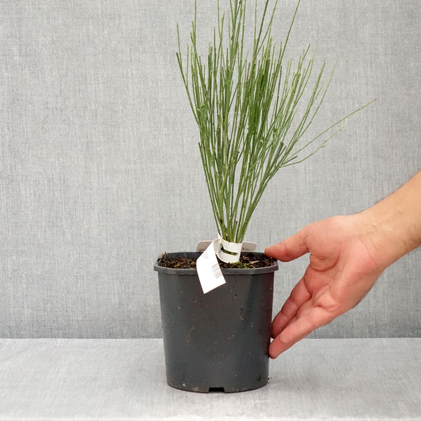 Ejemplar de Cytisus praecox Albus Maceta 2L/3L entregado en verano