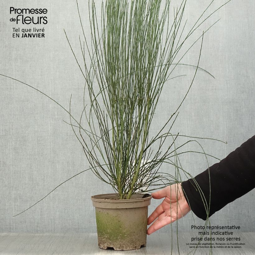 Cytisus praecox Albus Maceta 2L/3L Ejemplar entregado en invierno