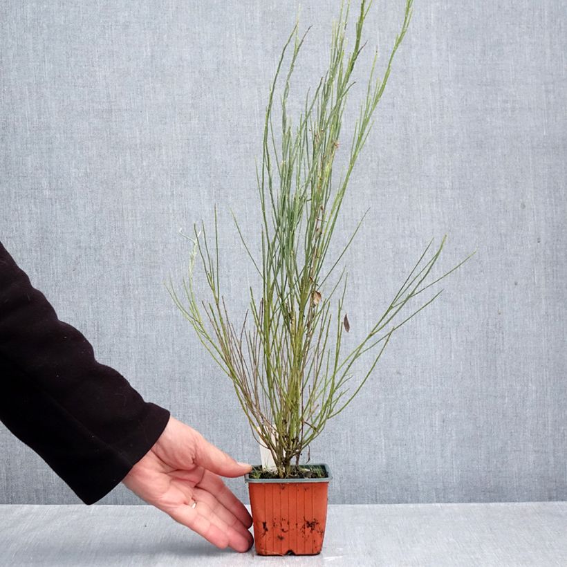 Ejemplar de Cytisus praecox Allgold Maceta de 8/9 cm entregado en otoño