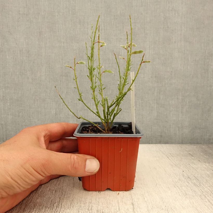 Cytisus praecox Allgold Maceta de 8/9 cm Ejemplar entregado en la primavera