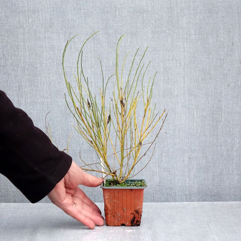 Ejemplar de Cytisus praecox - Retama de colores Maceta de 8/9 cm entregado en otoño