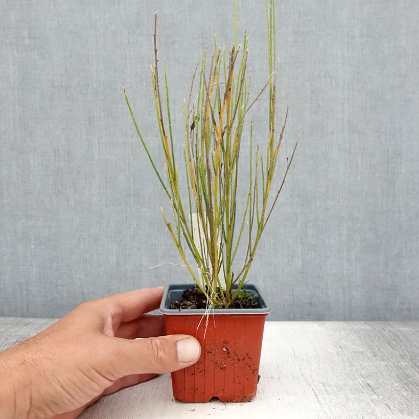Ejemplar de Cytisus praecox - Retama de colores Maceta de 8/9 cm entregado en verano