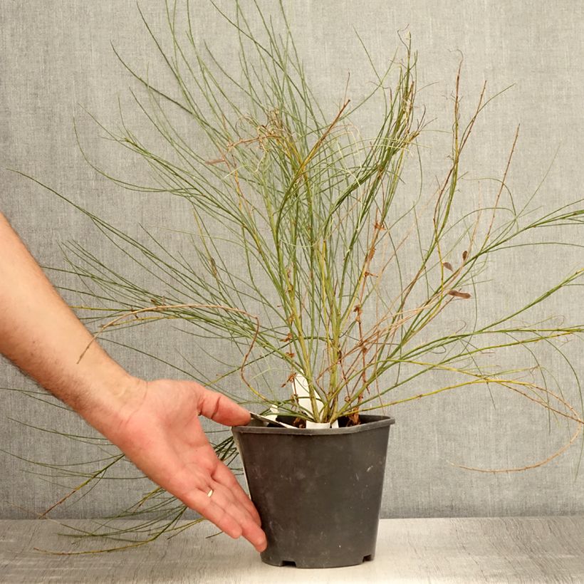 Ejemplar de Cytisus praecox - Retama de colores Maceta 2L/3L entregado en verano