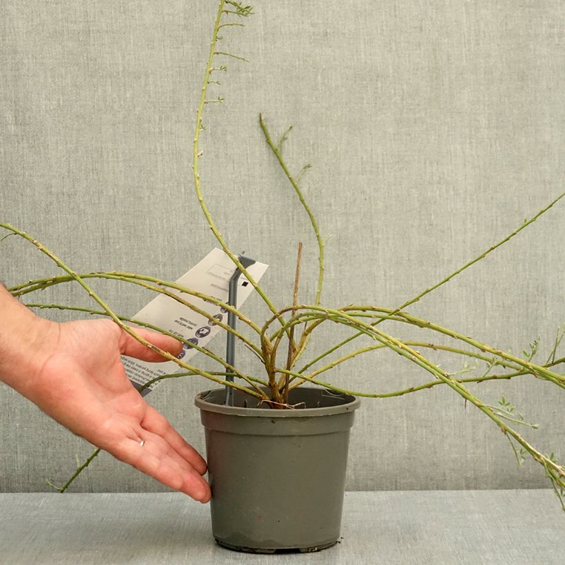 Ejemplar de Cytisus kewensis Maceta 2L/3L entregado en verano
