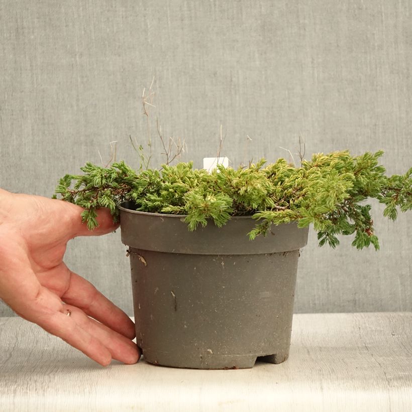 Ejemplar de Juniperus communis Goldschatz - Enebro común Maceta 2L/3L entregado en verano