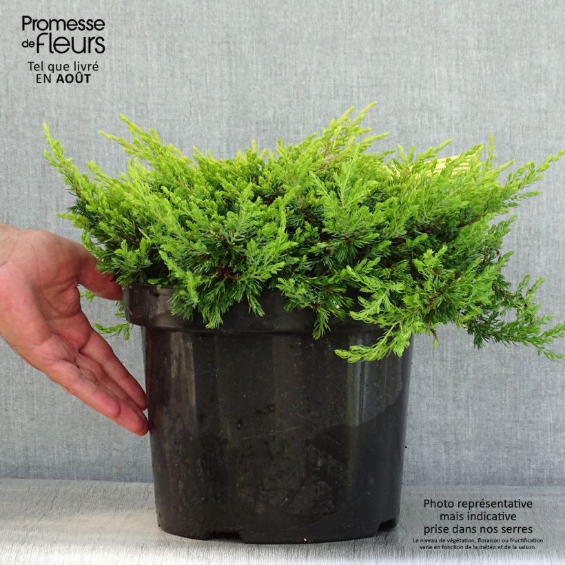 Ejemplar de Juniperus communis Goldschatz - Enebro común Maceta 7,5L/10L entregado en verano