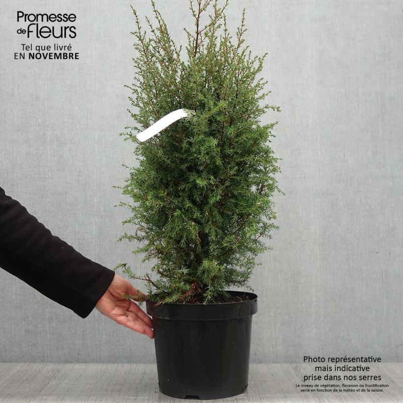 Ejemplar de Juniperus communis Hibernica - Enebro común Maceta 7,5L/10L entregado en otoño