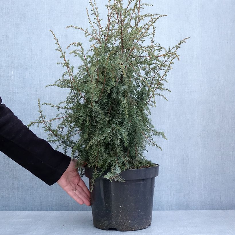 Juniperus communis Hibernica - Enebro común Maceta 7,5L/10L Ejemplar entregado en invierno