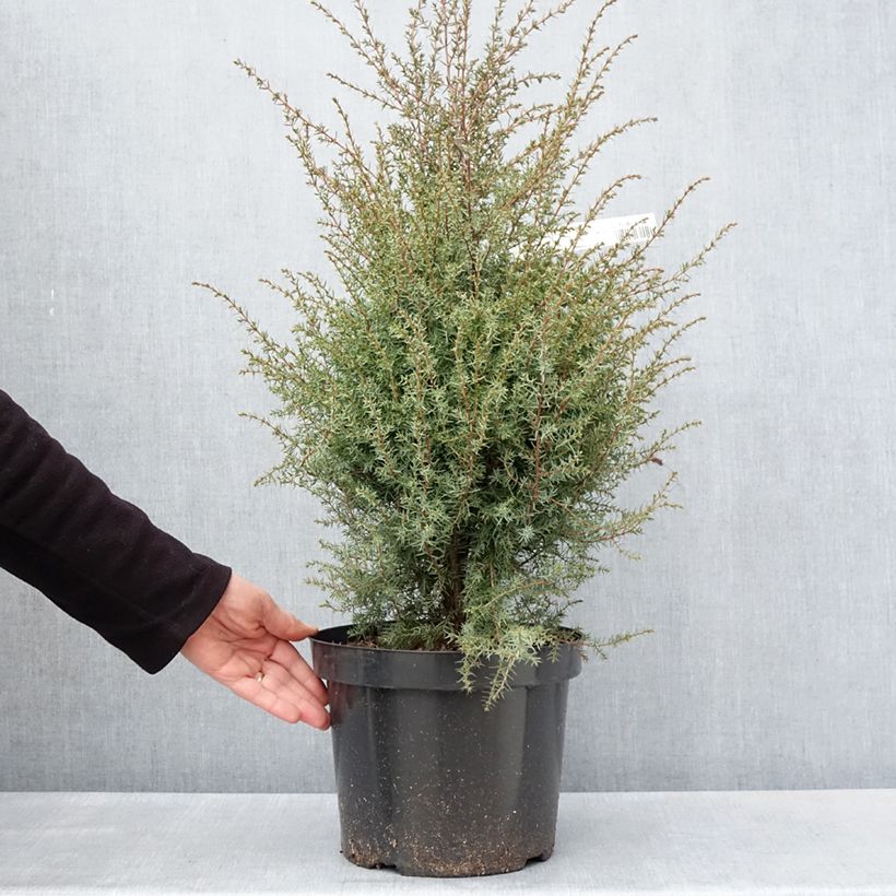 Juniperus communis Hibernica - Enebro común Maceta 7,5L/10L Ejemplar entregado en la primavera