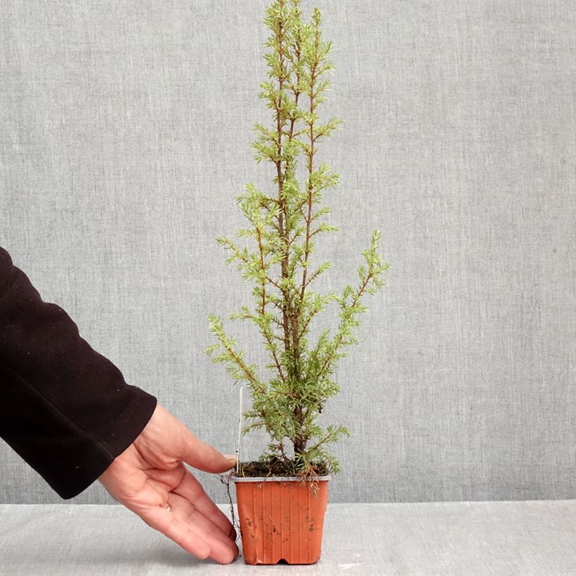 Ejemplar de Juniperus communis Hibernica - Enebro común Maceta de 8/9 cm entregado en otoño