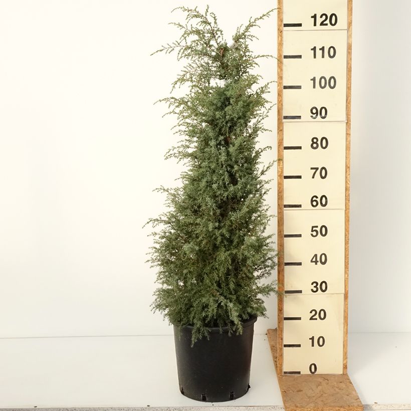 Ejemplar de Juniperus communis Pyramidalis - Enebro común Maceta 12L/15L entregado en otoño