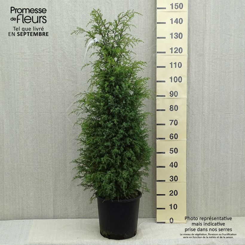 Ejemplar de Juniperus communis Pyramidalis - Enebro común Maceta 12L/15L entregado en verano