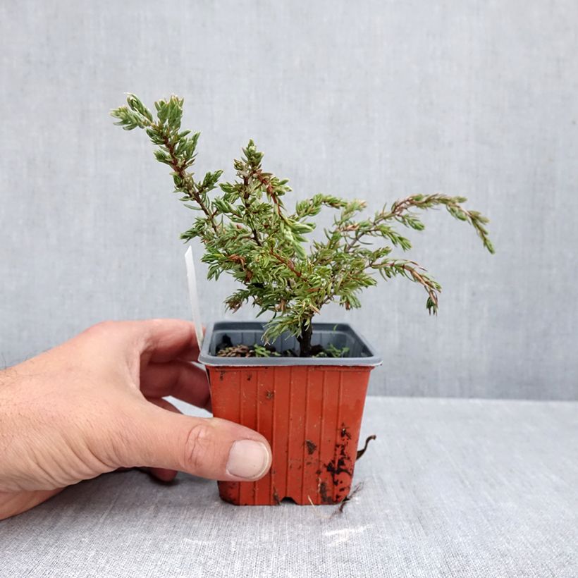 Ejemplar de Juniperus communis Repanda - Enebro común Maceta de 8/9 cm entregado en otoño
