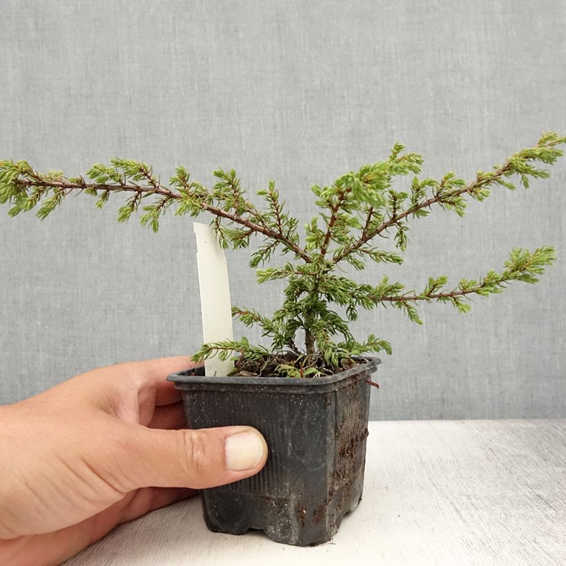 Ejemplar de Juniperus communis Repanda - Enebro común Maceta de 8/9 cm entregado en verano