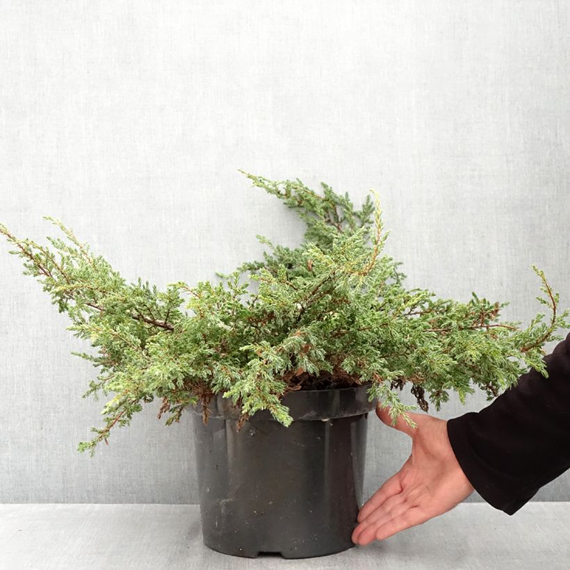 Ejemplar de Juniperus communis Repanda - Enebro común Maceta 7,5L/10L entregado en otoño