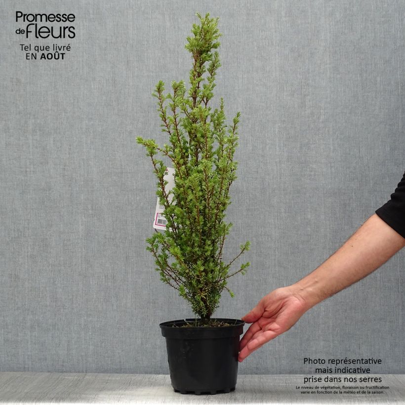 Ejemplar de Juniperus communis Sentinel - Enebro común Maceta 3L/4L entregado en verano